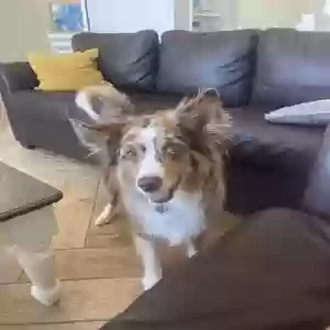 lost male dog bradley