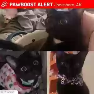 lost female cat astrid