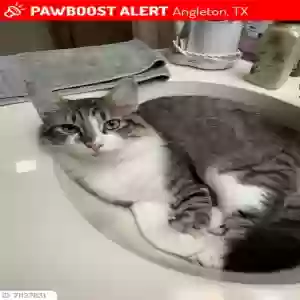 lost female cat freedom