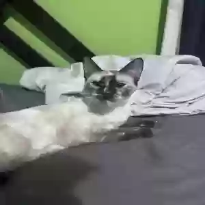lost female cat botitas