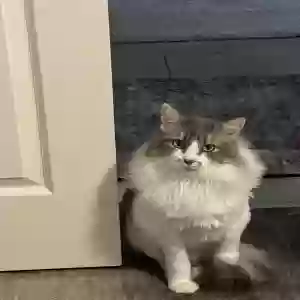 lost male cat sonny