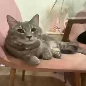 lost male cat mr. miyagi