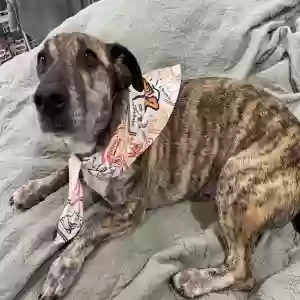 lost male dog captain