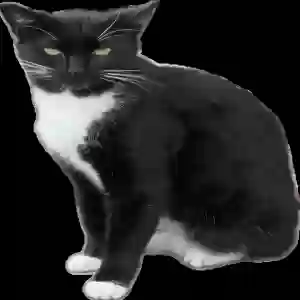 lost unknown cat mittens