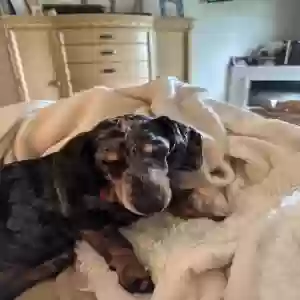 lost female dog doodle