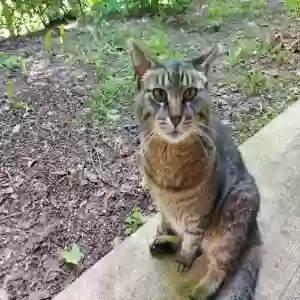 lost female cat sasha