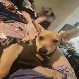 lost male dog razz