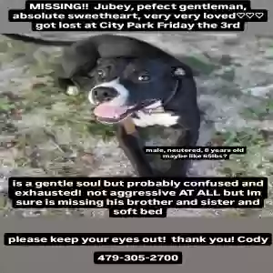 lost male dog unknown