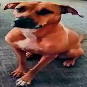 lost female dog cali