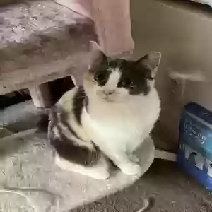 lost female cat penny
