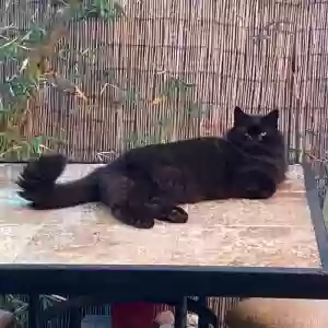 lost male cat obi