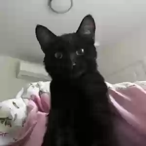 lost female cat chicken nugget