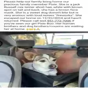 lost female dog pixie