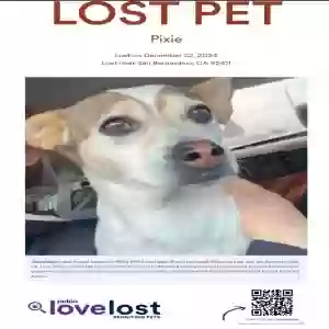 lost female dog unknown