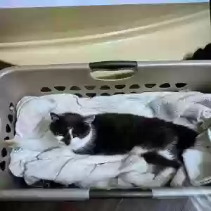 found female cat unknown