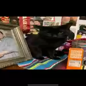 lost male cat black cat