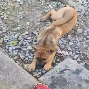 lost female dog sena
