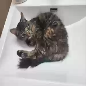 found female cat unknown