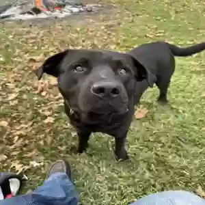lost male dog roscoe