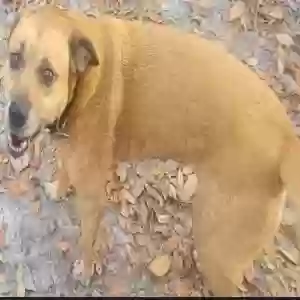 lost female dog bali
