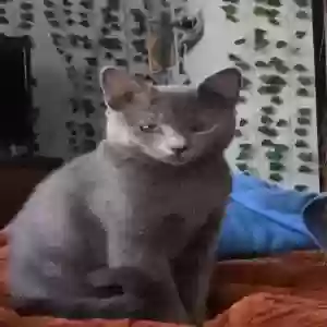 lost female cat opal
