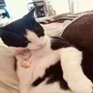 lost female cat unknown