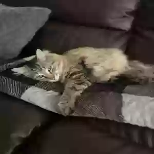 lost male cat midas