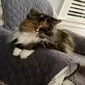 lost female cat stella blu