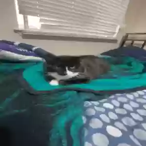 lost male cat zho