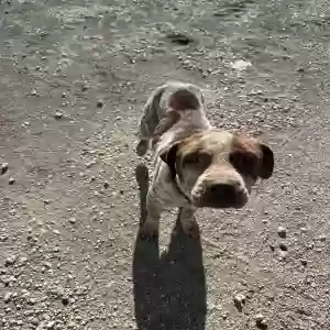 found male dog unknown