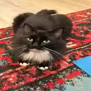 lost male cat chairman meow