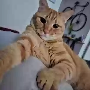 lost male cat thomas