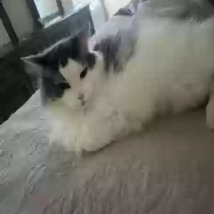 lost male cat bacon