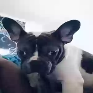 lost male dog hurricane