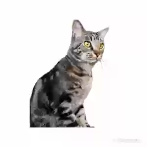 lost male cat michi