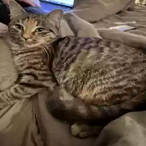 lost female cat maggie