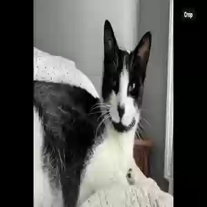 lost male cat unknown