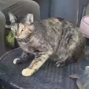 lost female cat kitty cat