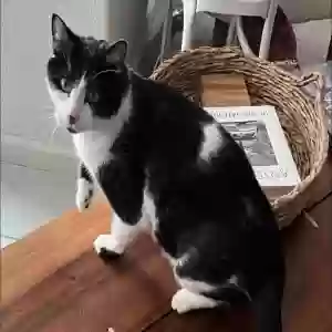 lost male cat unknown