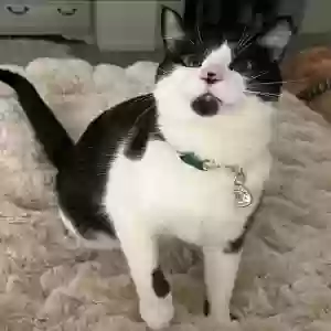 lost male cat gus