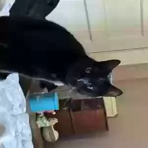 lost male cat obsidian