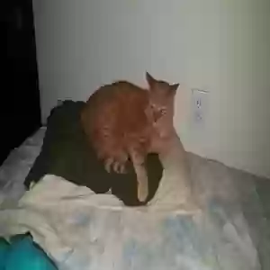 lost male cat tigger rao (aka goldie)