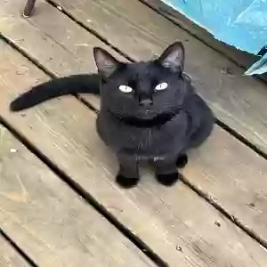 lost female cat star