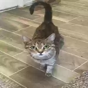 lost female cat leia