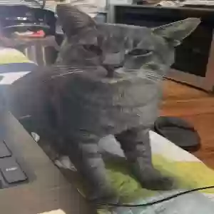 lost male cat tom