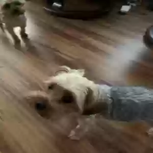 lost male dog tucker