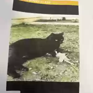 lost female cat katkat