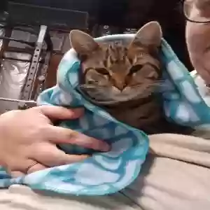 lost male cat ticket