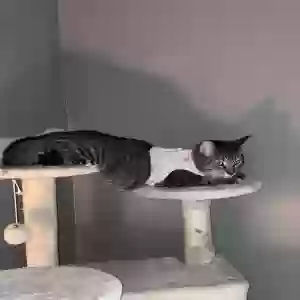 lost female cat unknown