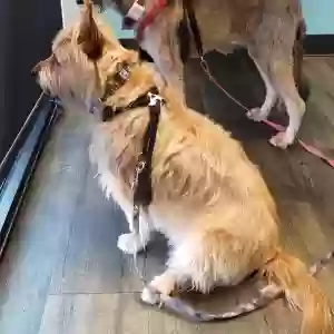 lost female dog annie
